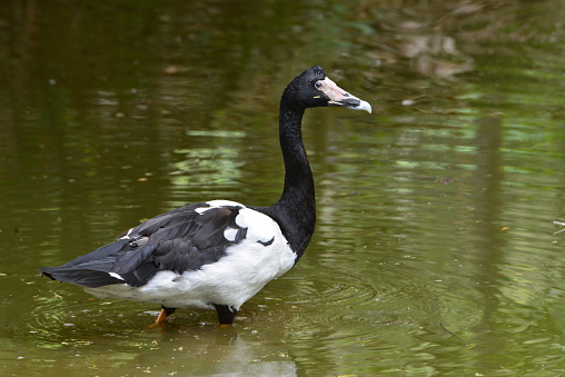 A side view of a magpie goose walking in a pond in Queensland, Australia.