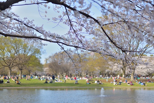 People enjoying the sun and the cherry blossoms at a park.