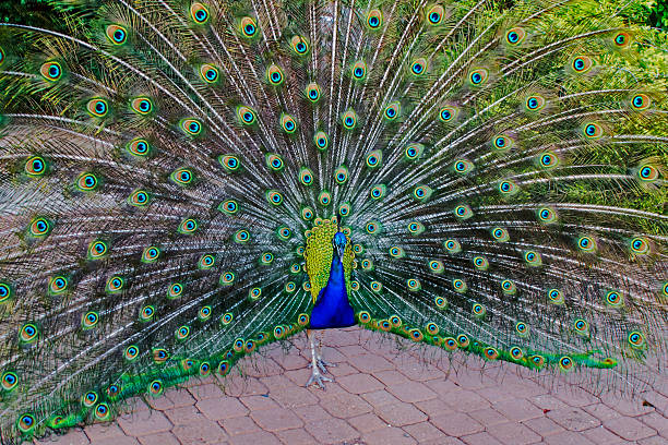 istock The beauty of the peacock 486917272