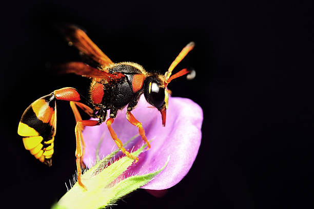 istock Median wasp (Dolichovespula) portrait 486917310
