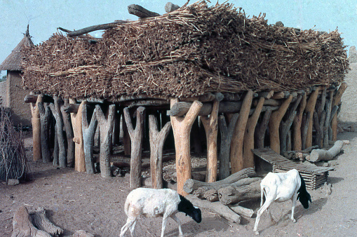 Traditional Kurumba Village meeting place under ramada built from thatch and crop stubble and large carved beams where village elders congregate for discussions in Toulfe Sahel Burkina Faso West Africa