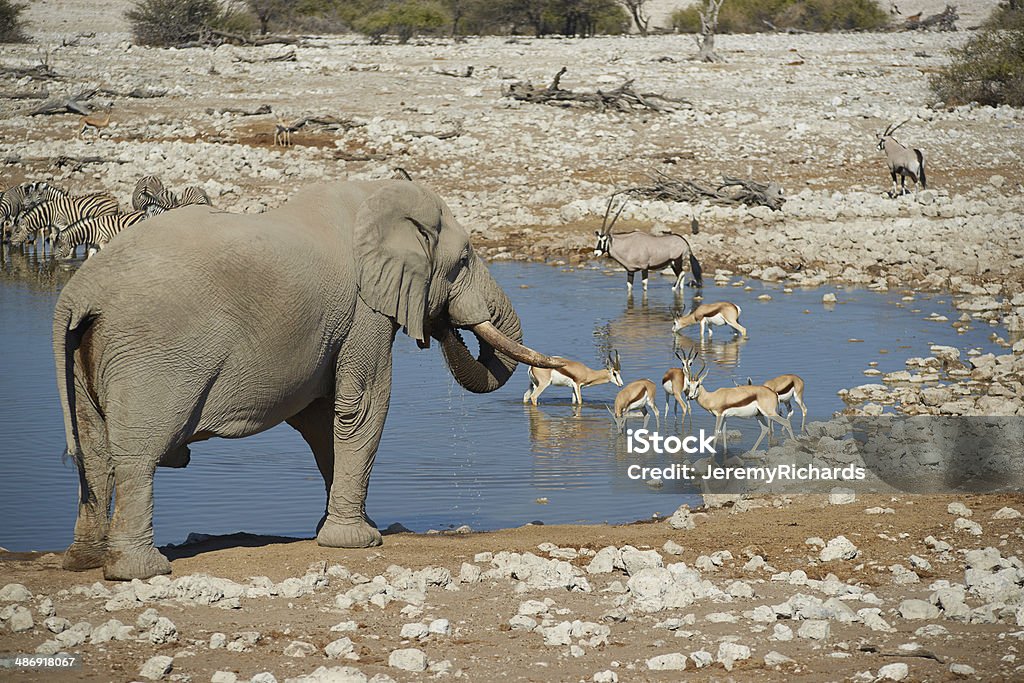 African Waterhole Large male african elephant (Loxodonta africana) drinking at a water hole in Etosha National Park in Namibia Africa Stock Photo