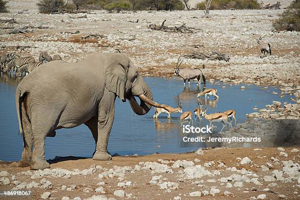 African Waterhole Stock Photo - Download Image Now - Africa, African Elephant, Animal