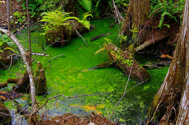 池に大きなサイプレススワンプフロリダ州 - big cypress swamp ストックフォトと画像