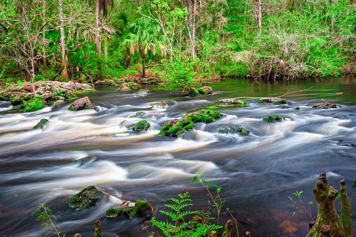 Long exposure photo of the Hillsborough river at the Hillsborough River State Park, near Tampa, Florida, USA