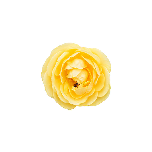 istock Yellow rose flowers 486918833