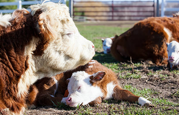 Hereford Cattle Resting in Pasture Close-up of a Hereford cow and calf relaxing in the pasture with others in the background. sleeping cow stock pictures, royalty-free photos & images