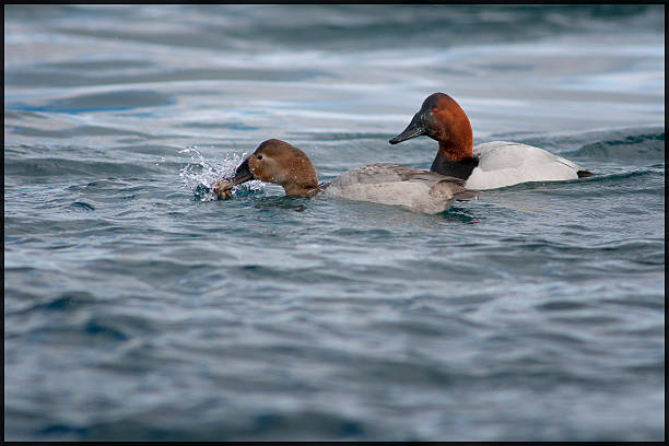 Canvasback munchies Pair of canvasbacks, the hen is rinsing some mussels she just brought up from the bottom of the river. The drake is looking on, as if he might steal them. male north american canvasback duck aythya valisineria stock pictures, royalty-free photos & images