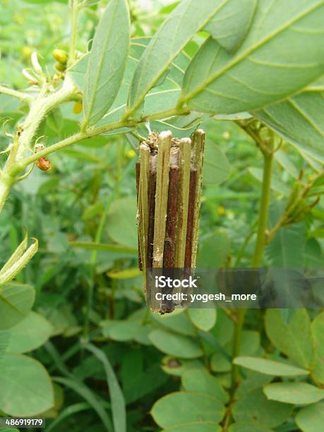 Bolsa Polilla Pupa Bolsa De Tornillo Sin Fin Foto de stock y más banco de imágenes de Psychidae - Psychidae, Animal, Artrópodo