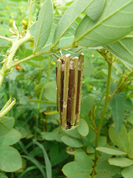 Bag worm pupa Moth Bag Bag worm pupa Moth Bag, Thyridopteryx ephemeraeformis, Talegaon, Maharashtra, India lepidopterans stock pictures, royalty-free photos & images