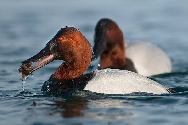 Canvasback lunch A canvasback munching on mussels, water dripping off it's head. male north american canvasback duck aythya valisineria stock pictures, royalty-free photos & images