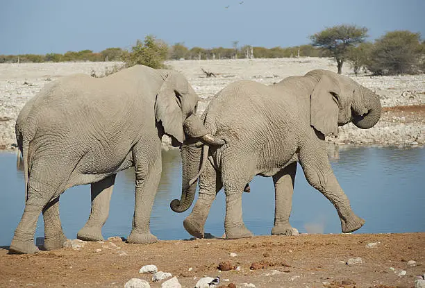 Large male African Elephant (Loxodonta africana) nudges another from behind with its tusks at a water hole in Etosha National Park in Namibia