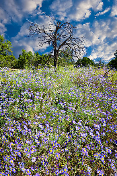 istock Field of Purple Asters 486919474