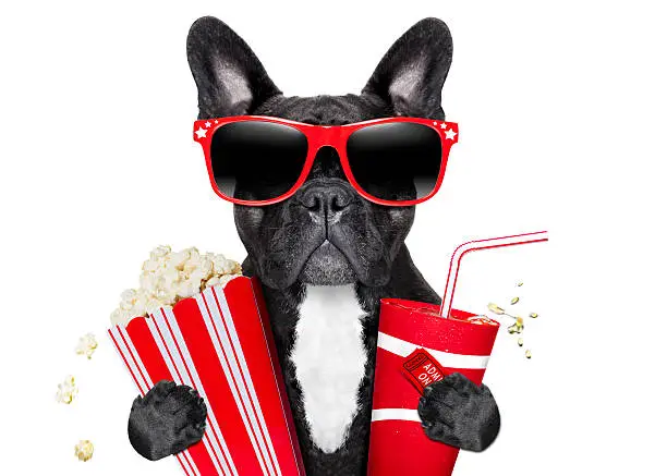 Photo of dog to the movies