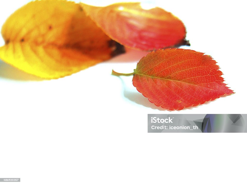 Folhas de outono - Foto de stock de Abstrato royalty-free