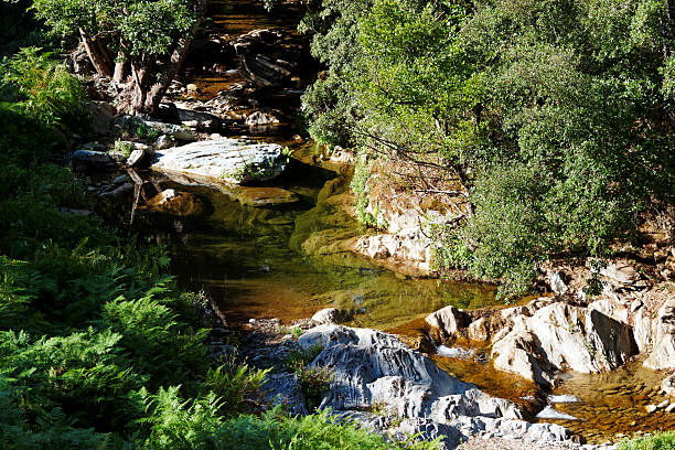 istock river in Corsica chestnut forest 486921266