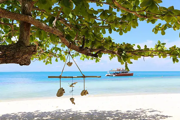 Photo of Tree on the beach