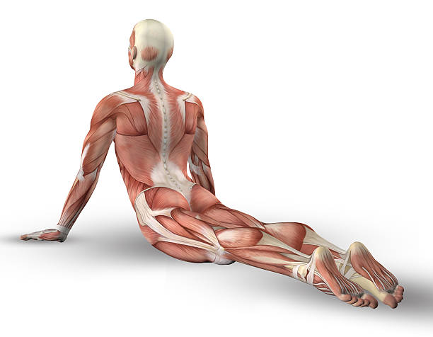 3 d 雄スタイルでマップ、筋肉のヨガのポーズ - strength skinless muscular build human muscle ストックフォトと画像