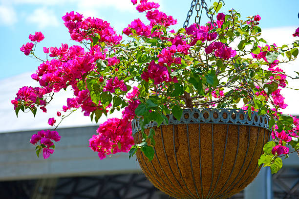 Bougainvillea Basket
