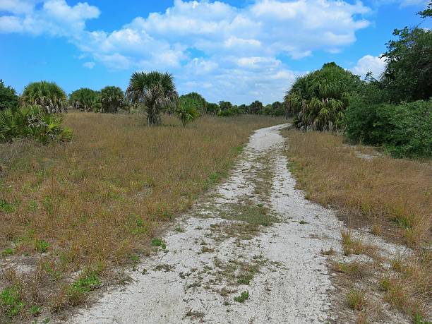 istock Dirt Pedestrian Walkway Path in Sunny Florida, Trees 486923450