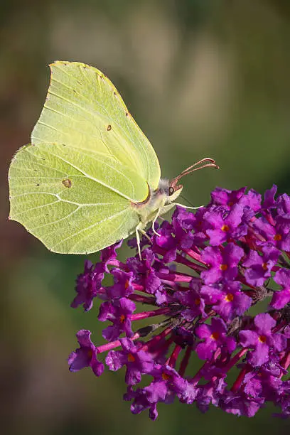 A common brimstone butterfly (gonepteryx rhamni) feeding nectar from a butterfly-bush or Buddleja