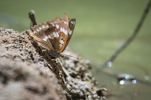 A Eurasian White Admiral (Limenitis camilla) butterfly resting on the ground, front view closeup.