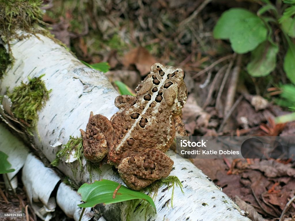 Fallen Toad Close Up Eastern American Toad On Forest Leaf Floor Stock Photo ...