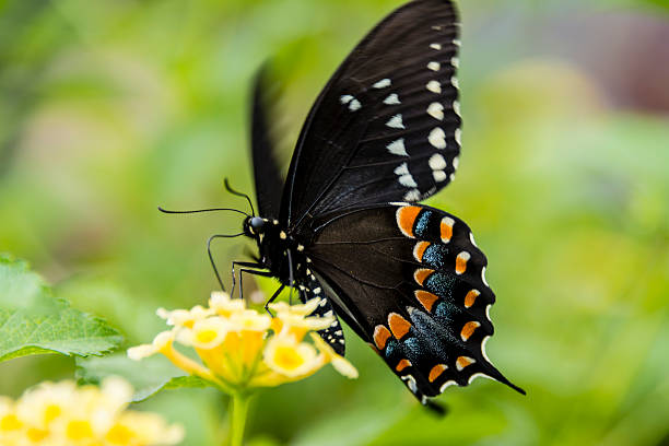 istock Spice bush swallowtail on yellow flower 486924442