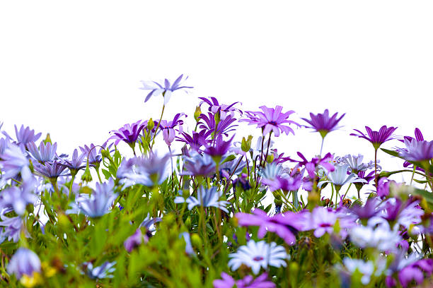 Purple flowers Cape daisies isolated on white background, copy space Purple flowers Cape daisies isolated on white background, full frame horizontal composition with copy space image created 21st century multi colored arrangement outdoors stock pictures, royalty-free photos & images