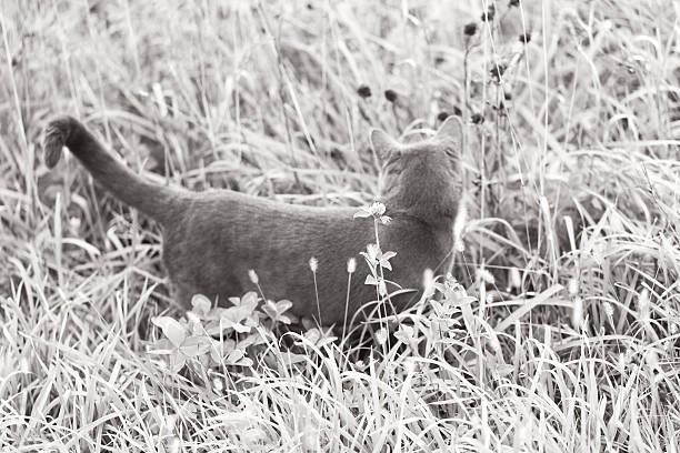 A domestic black and white cat on a garden fence in England.