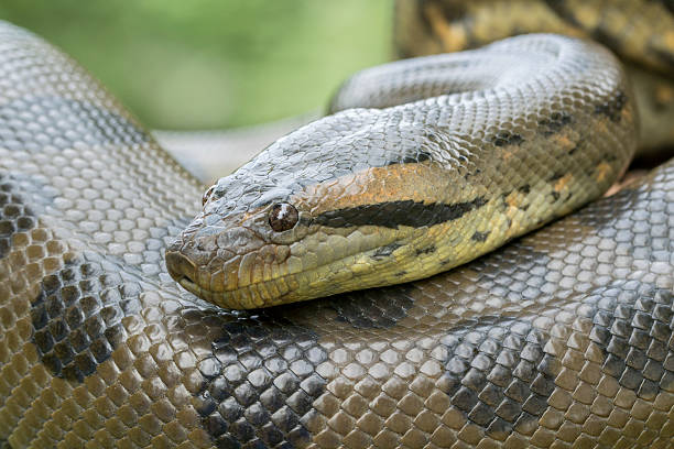zielony anaconda wąż-profil - snake wildlife tropical rainforest reptile zdjęcia i obrazy z banku zdjęć