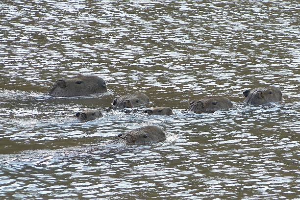 istock Capybara family at the lake (I) 486925316