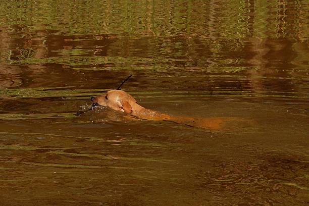 istock The man's best friend swimming 486925564