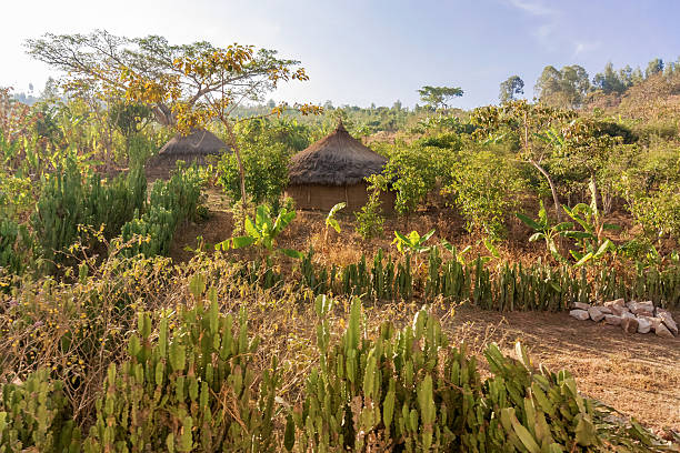 istock Rural landscape in Ethiopia 486925762