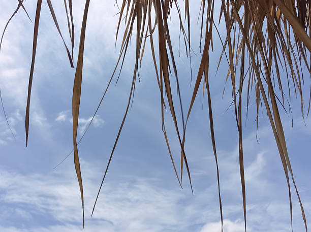 istock Roofs made of grass 486925878