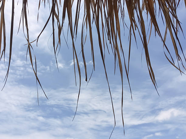 istock Roofs made of grass 486925904