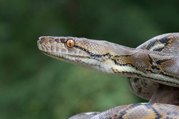 Reticulated Python Snake - Profile Reticulated Python Snake (Python reticulatus) - Profile reticulated python stock pictures, royalty-free photos & images