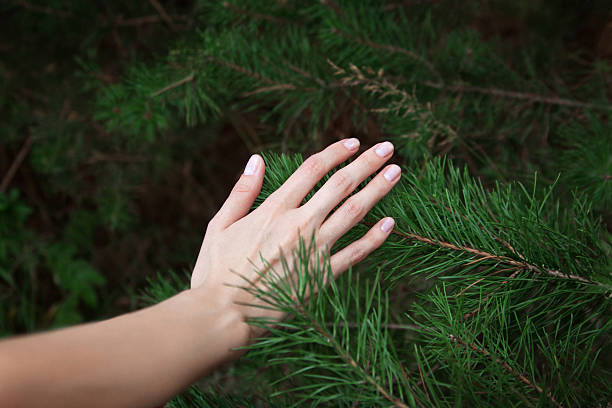 istock hand of a young woman is touching a tree branch 486926198