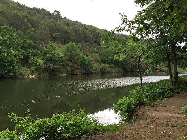 istock lake in the green forest 486926354