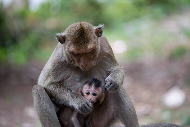 istock Monkeys mother and child 486926956