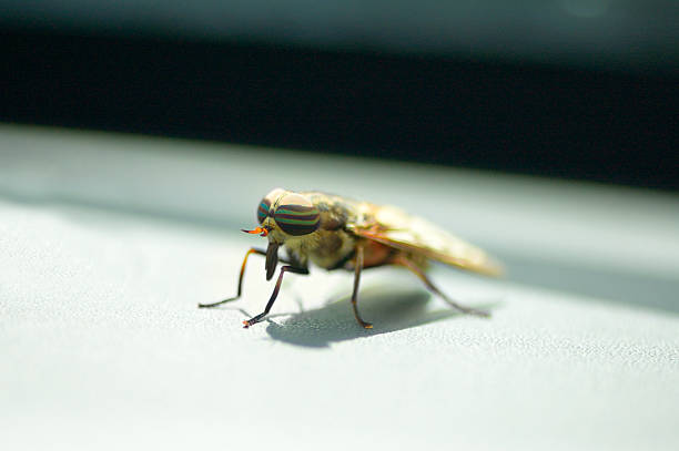 istock Band-eyed Brown Horsefly 486927152