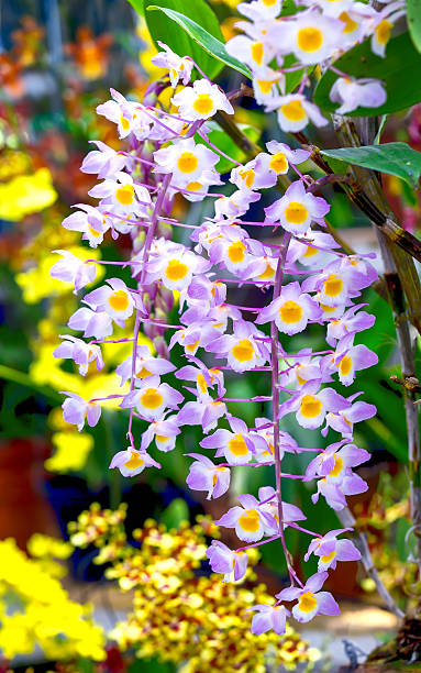 Forest orchids blooming flower garden party Forest orchids blooming flower garden party with wings twisted pinkish sepals fragrant and long-life. This is the favorite flower of the tropics encyclia orchid stock pictures, royalty-free photos & images