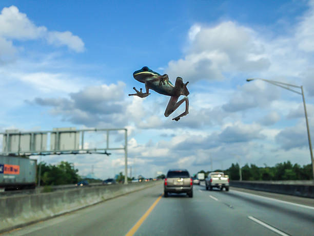 Frog Flying Off Window 440+ Frog On Window Stock Photos, Pictures & Royalty-Free Images - iStock