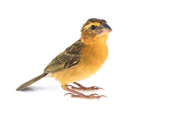 istock Asian Golden Weaver bird 486931392