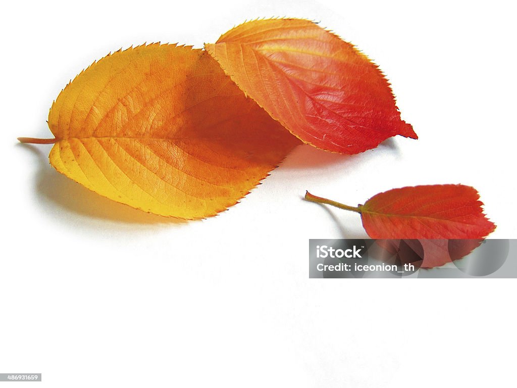 Hojas de otoño - Foto de stock de Abstracto libre de derechos