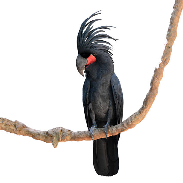 black palm cockatoo