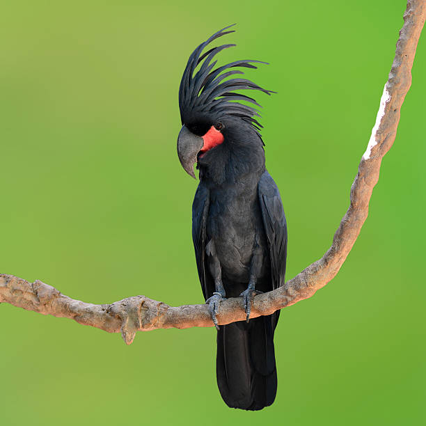 istock black palm cockatoo 486931716