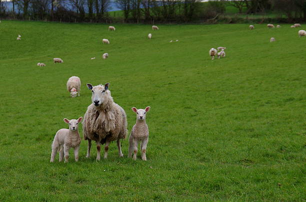 Sheep and Two Lambs stock photo
