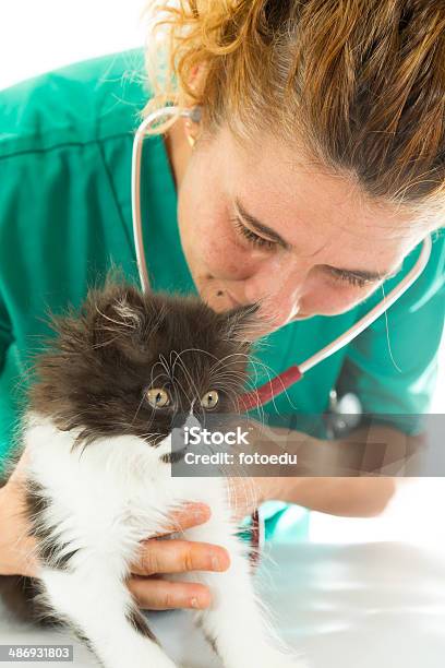 Veterinary With Kitten Stock Photo - Download Image Now - Adult, Animal, Animal Hospital