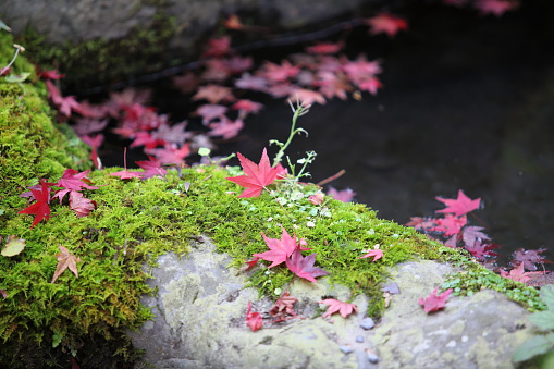 autumn leaves near japan temple change the color in the japan park view in Kyoto